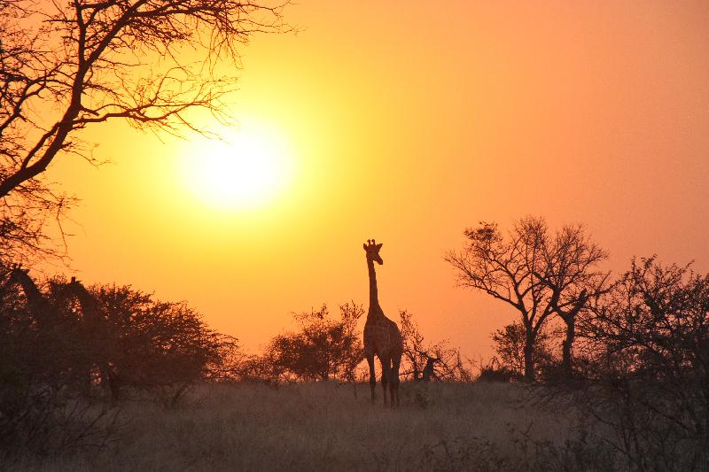 photo girafe dans la savane et le coucher de soleil