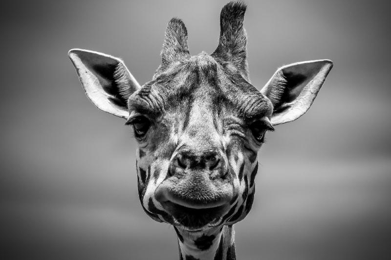 photo noir et blanc girafe