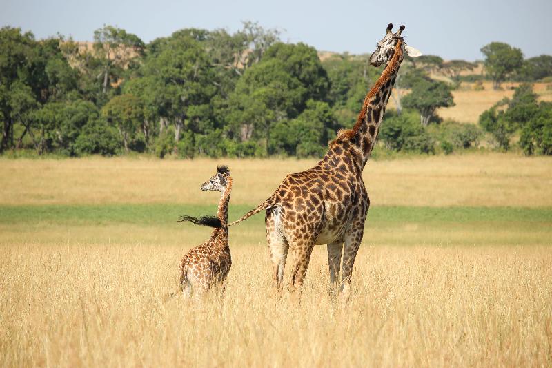 phot girafe et son petit dans la savane