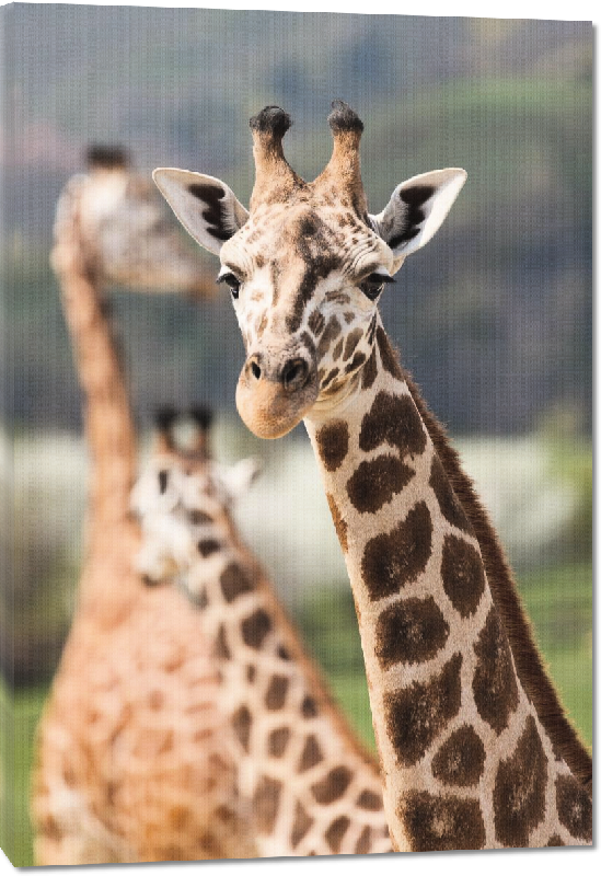 Toiles imprimées photo troupeau girafe