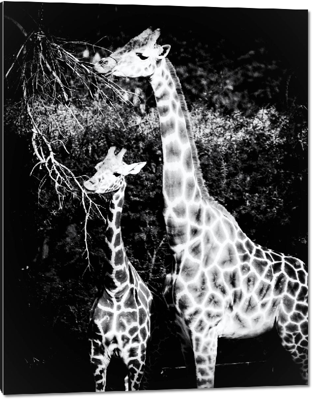 Impression sur aluminium photo noir et blanc girafe et son petit