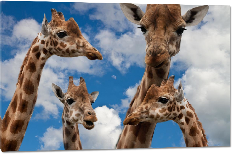 Impression sur Plexiglass photo troupeau girafe