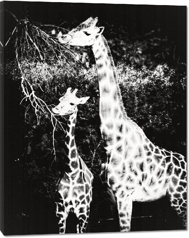 Toiles imprimées photo noir et blanc girafe et son petit