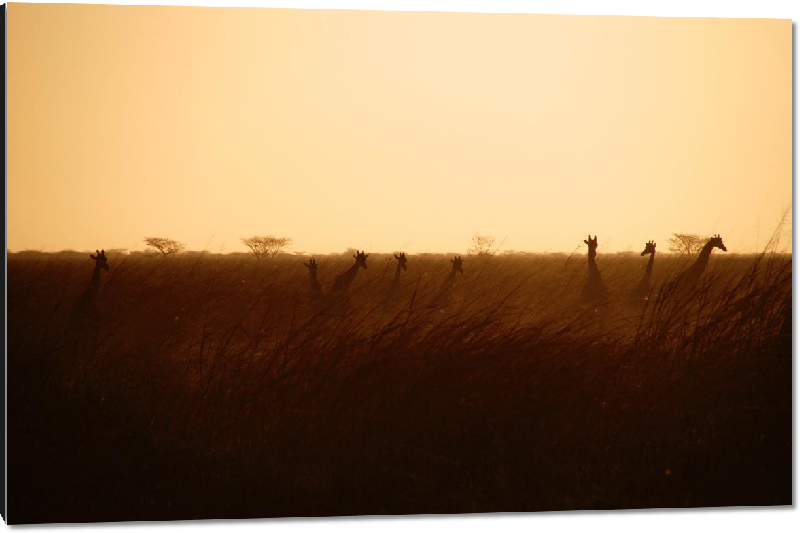 Impression sur aluminium photo troupeau girafe dans la savane avec coucher de soleil