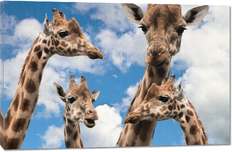 Toiles imprimées photo troupeau girafe