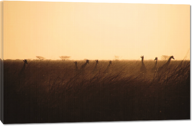 Toiles imprimées photo troupeau girafe dans la savane avec coucher de soleil