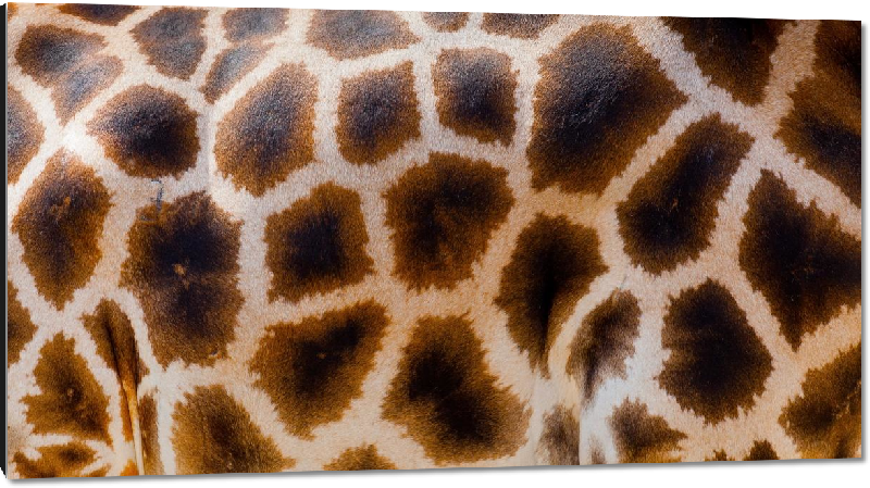 Impression sur aluminium photo peau de girafe 
