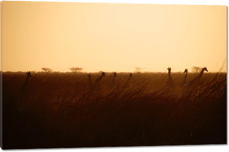 Impression sur Plexiglass photo troupeau girafe dans la savane avec coucher de soleil