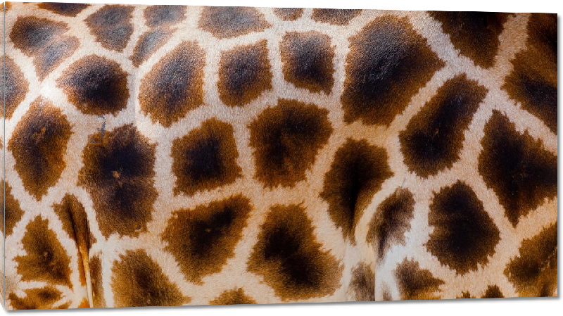 Impression sur Plexiglass photo peau de girafe 