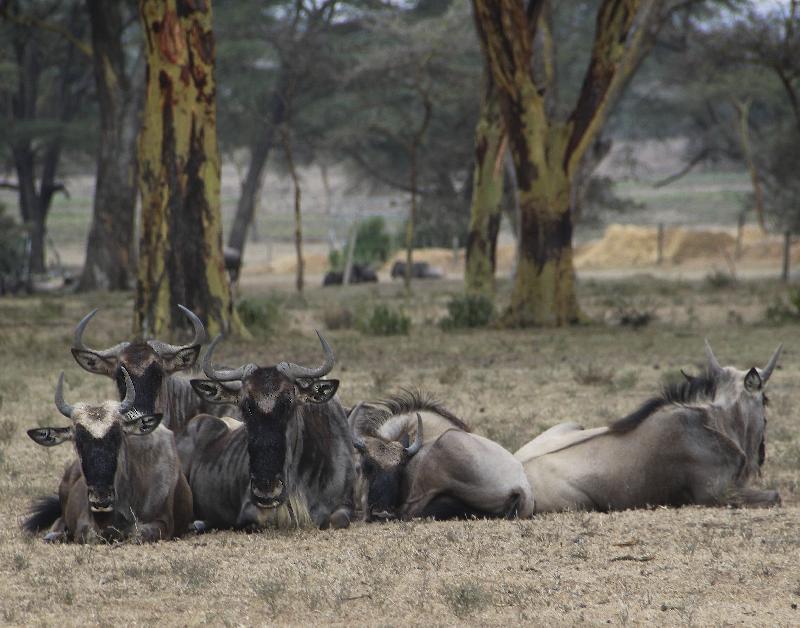 photo troupeau gnous dans la savane 