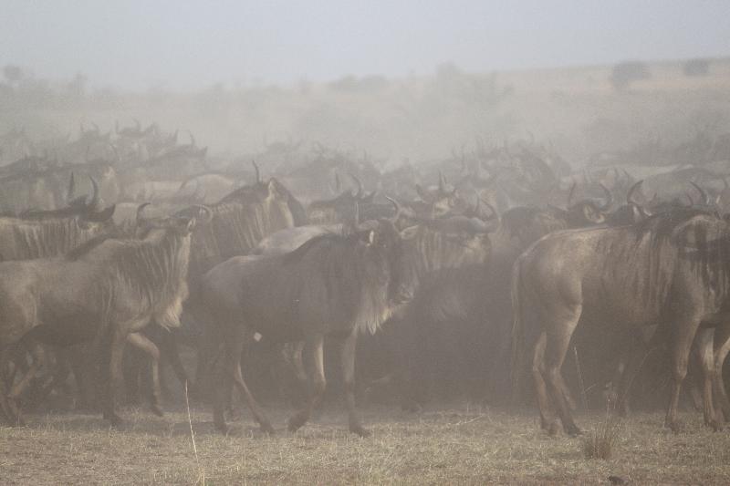 photo troupeau gnous dans la savane 