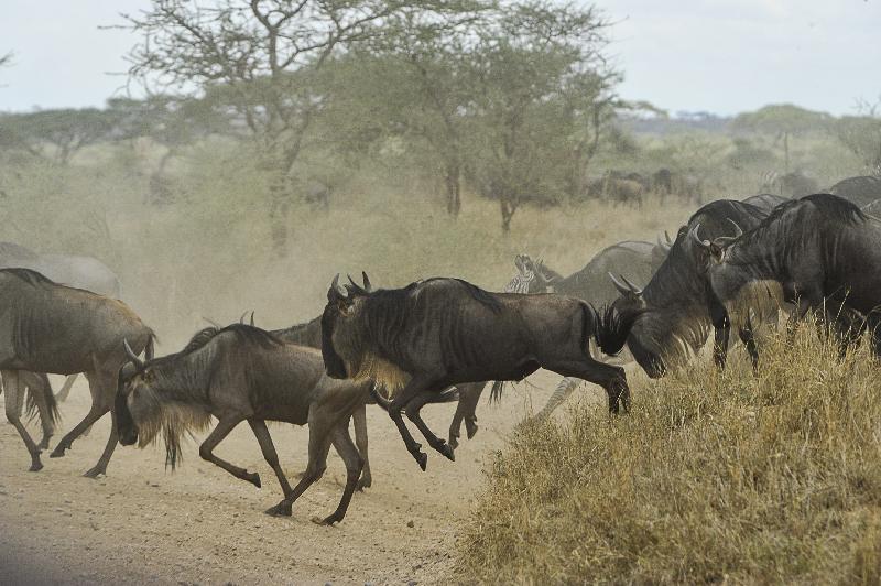 photo troupeau gnous dans la savane 