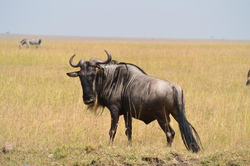 photo gnous dans la savane 