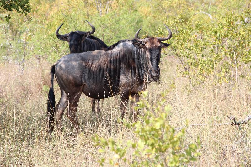 photo gnous dans la savane 