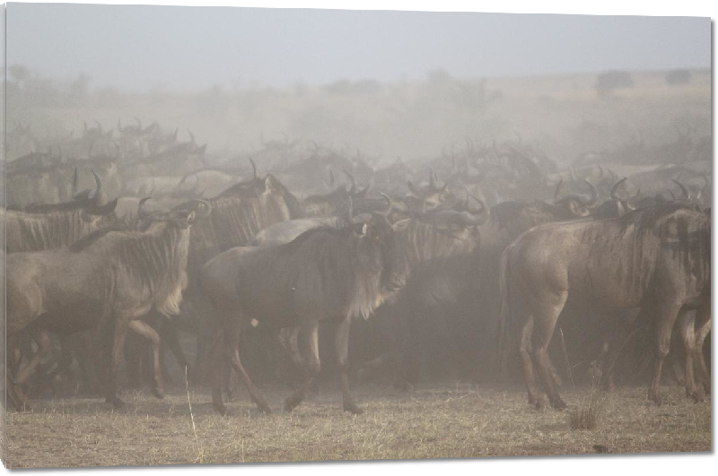 Impression sur Plexiglass photo troupeau gnous dans la savane 