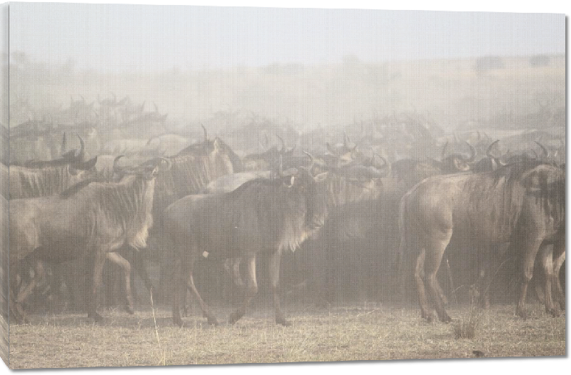 Toiles imprimées photo troupeau gnous dans la savane 