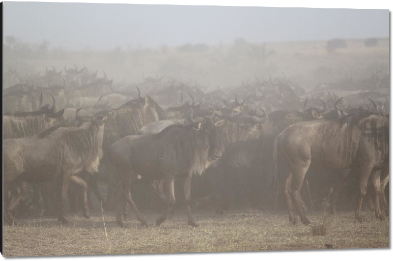 Impression sur aluminium photo troupeau gnous dans la savane 