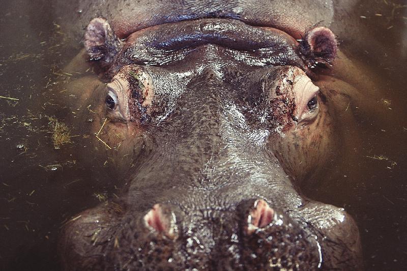 photo hippopotame dans l'eau