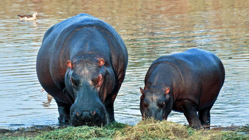 photo hippopotame et  son petit