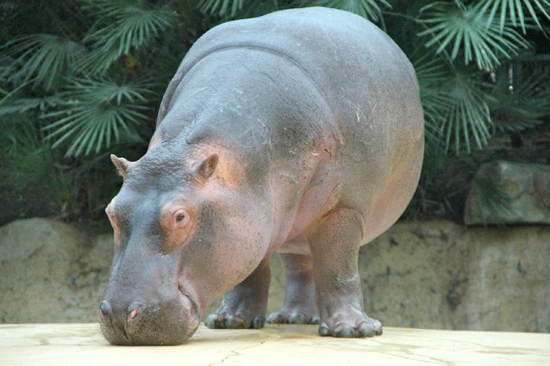 photo hippopotame