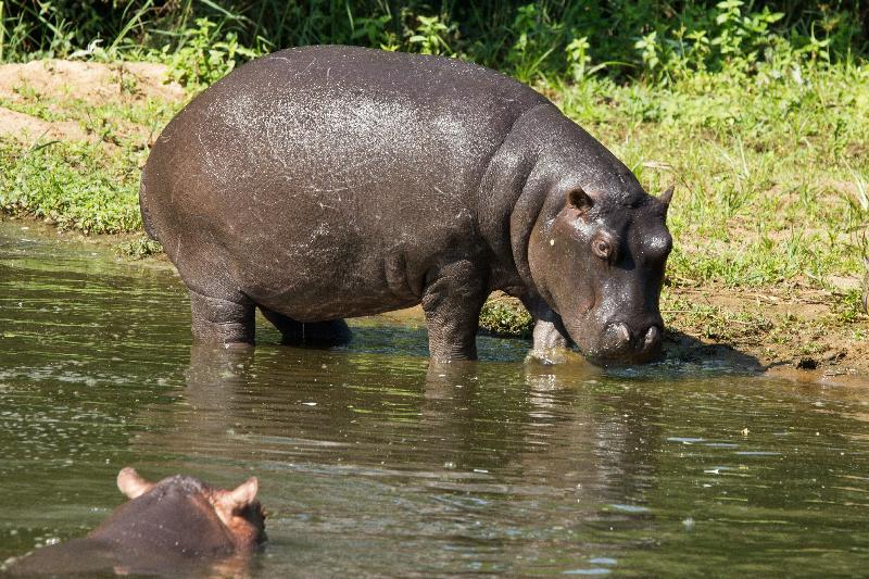 photo hippopotame dans l'eau