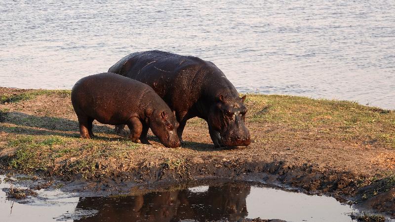 photo hippopotame et son petit
