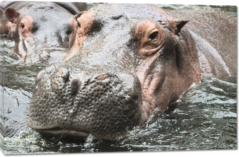 Toiles imprimées photo hippopotame dans l'eau