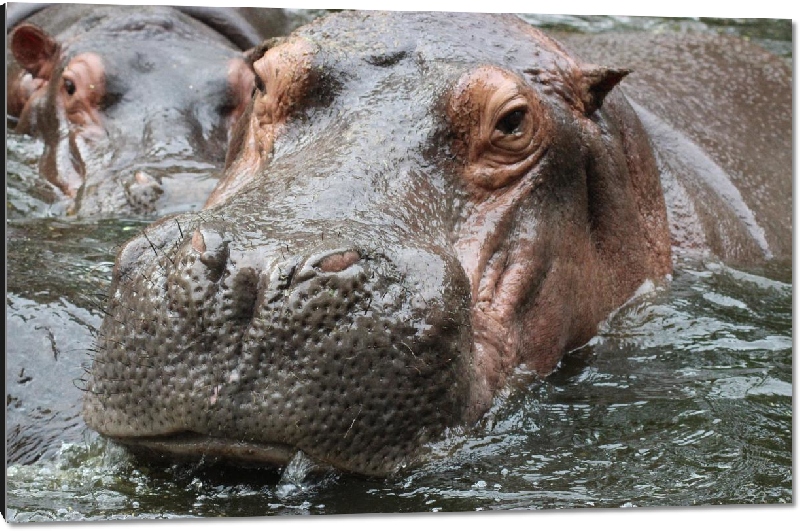 Impression sur aluminium photo hippopotame dans l'eau