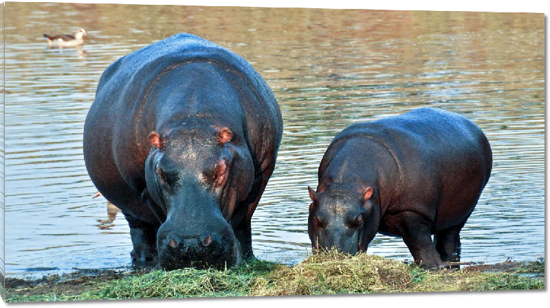 Impression sur Plexiglass photo hippopotame et  son petit