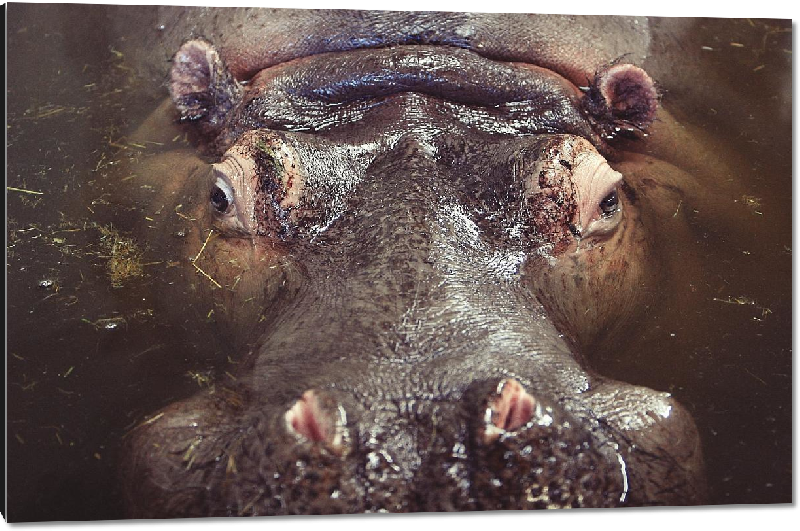 Impression sur aluminium photo hippopotame dans l'eau