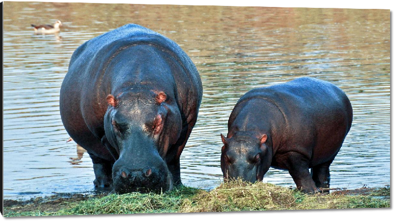 Impression sur aluminium photo hippopotame et  son petit
