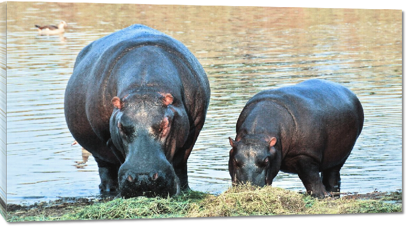 Toiles imprimées photo hippopotame et  son petit