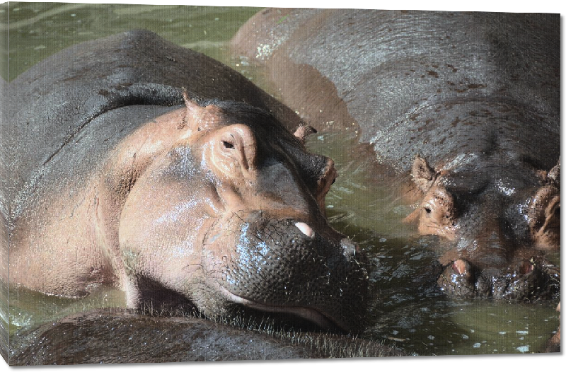 Toiles imprimées photo hippopotame dans l'eau