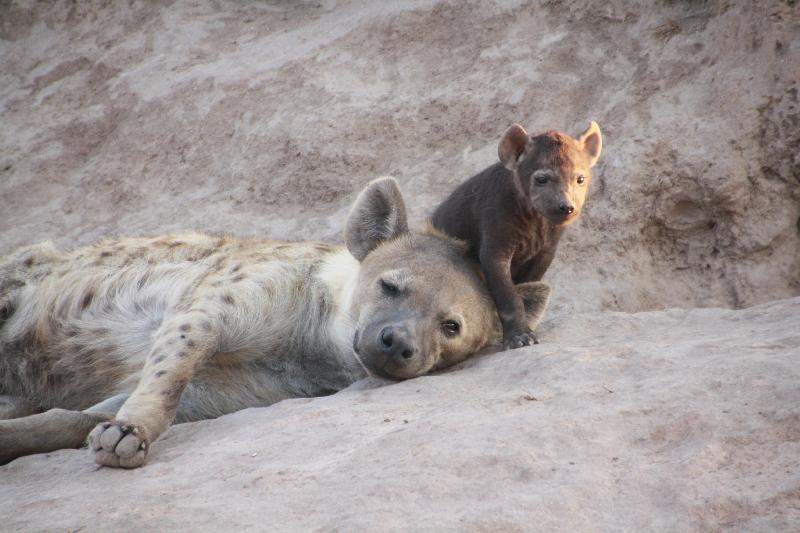 photo hyene et son petit