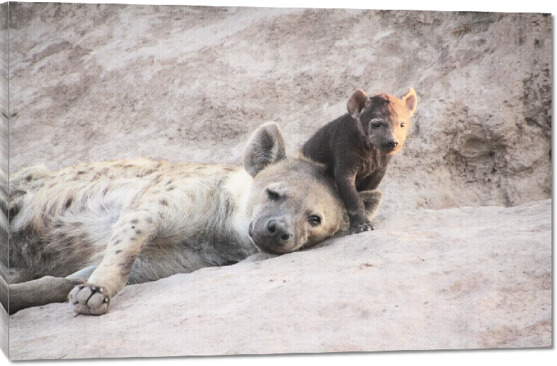 Toiles imprimées photo hyene et son petit