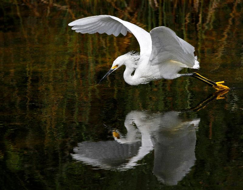 photo vol d'Aigrette au dessus d'un étang