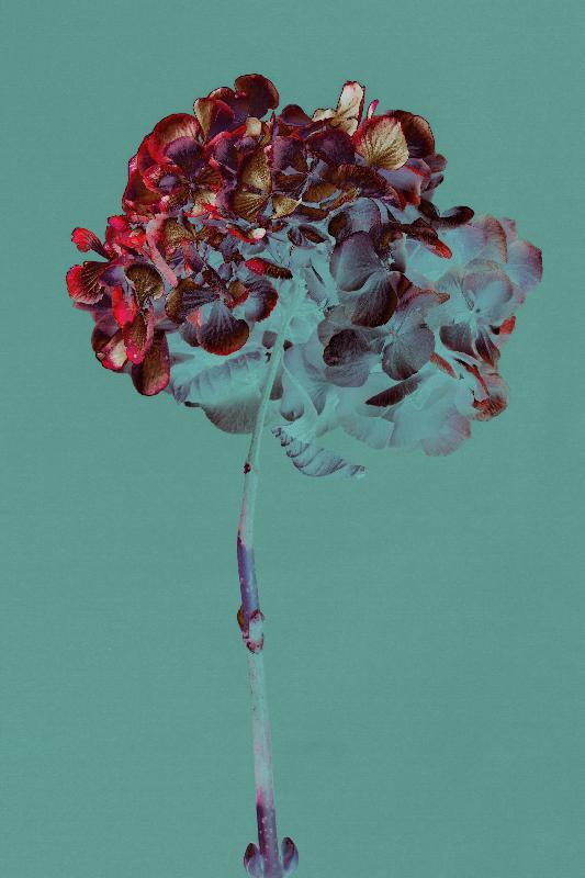 Hortensia, 2018