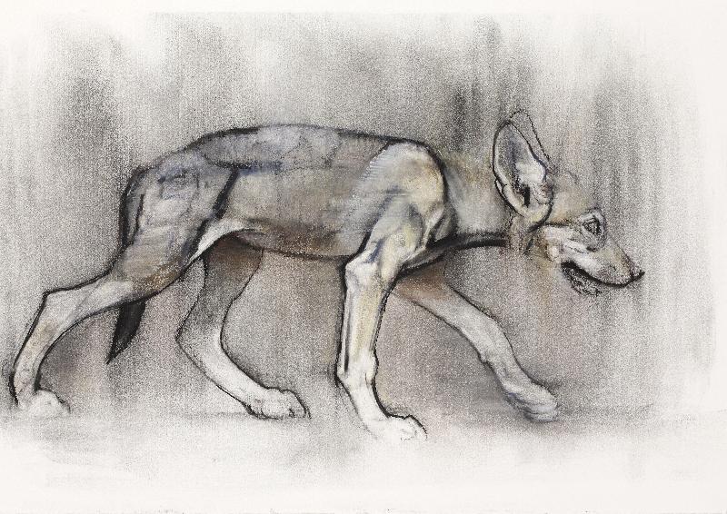 Chiot maigre (loup arabe), 2009