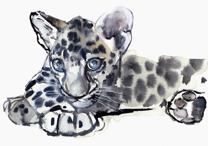 Spotty (léopard d'Arabie), 2008