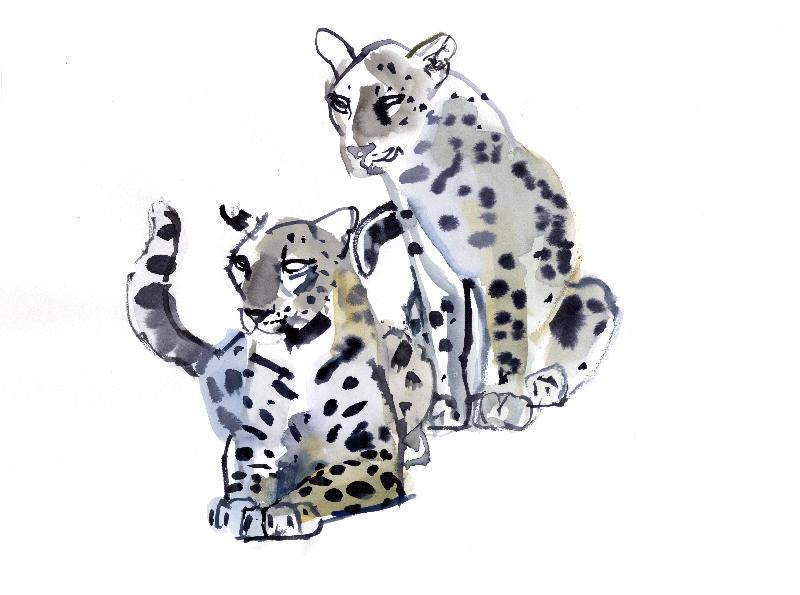 Mère et fils (léopards d'Arabie), 2008