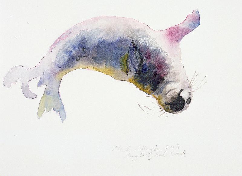 Jeune phoque gris, Gweek, 2003