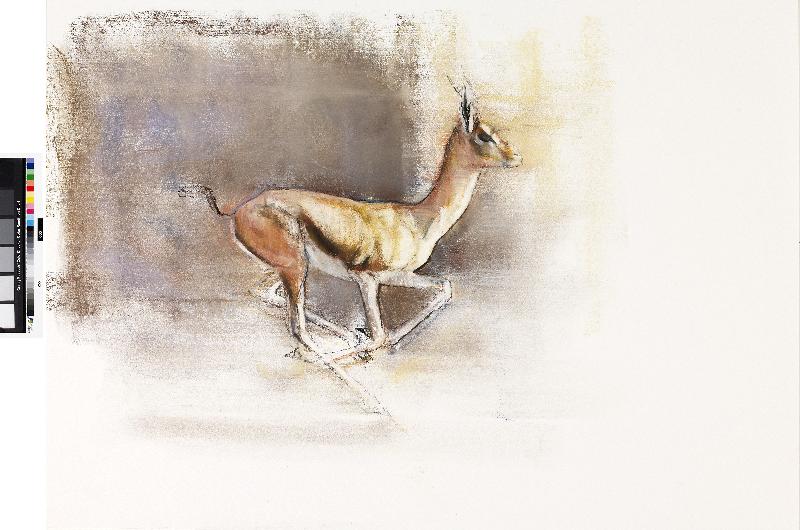 Vent du désert (Gazelle arabe), 2010