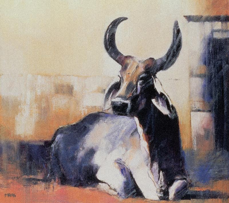 Vache sacrée, Bhuj