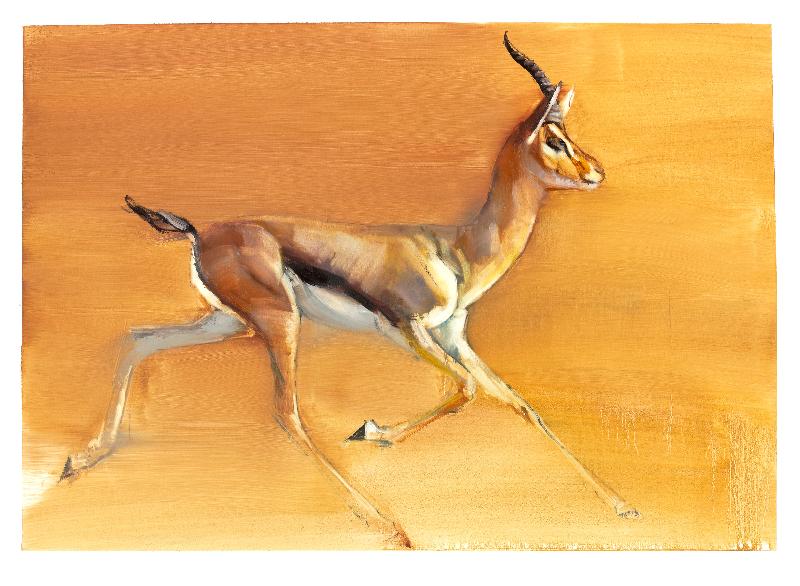Gazelle d'arabie