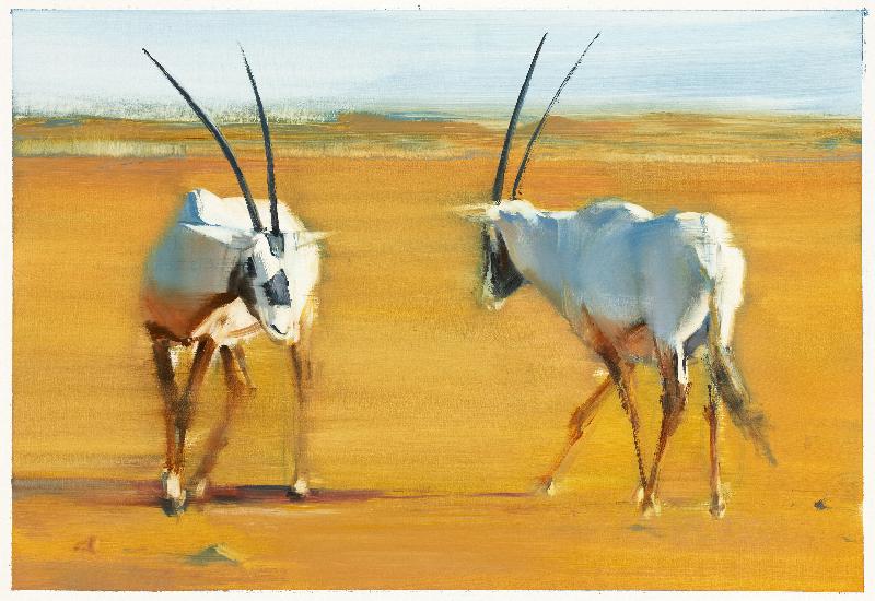 Oryx d'Arabie encerclant