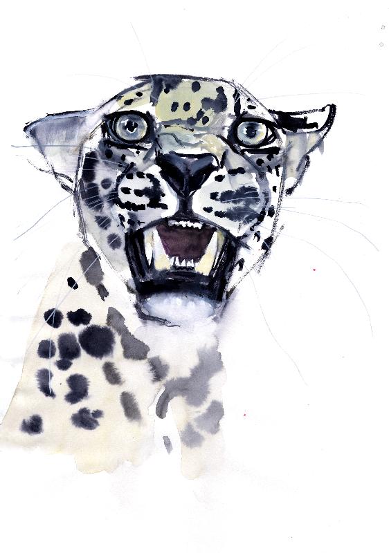 Incisive Snarl (léopard arabe)