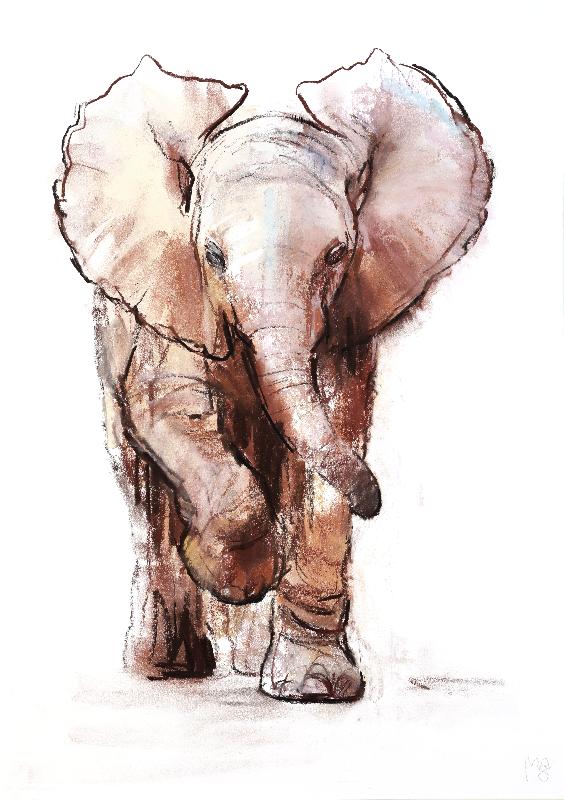 Bébé Elephant, Loisaba