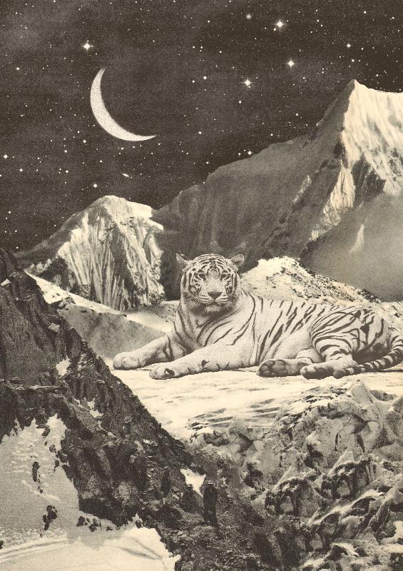 Tigre géant en montagne