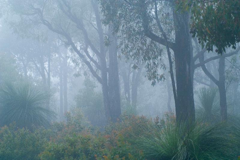 Photo Eucalyptus brousse dans le brouillard aube Bailup, nr. Parc national de la vallée d'Avon au nord-est de Perth, Australie occidentale