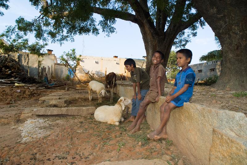 Photo Village boys with sheep in a shade under a tree in Kurubura Kunte, Karnataka, Inde